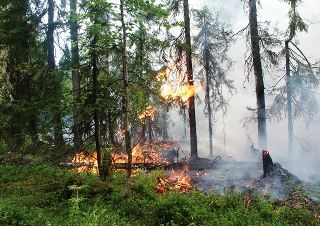 Молния! В Ахтынском районе горит Хрюгский лес