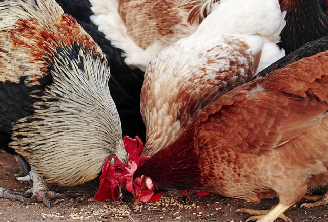 В Магарамкентском районе начали разводить домашних кур