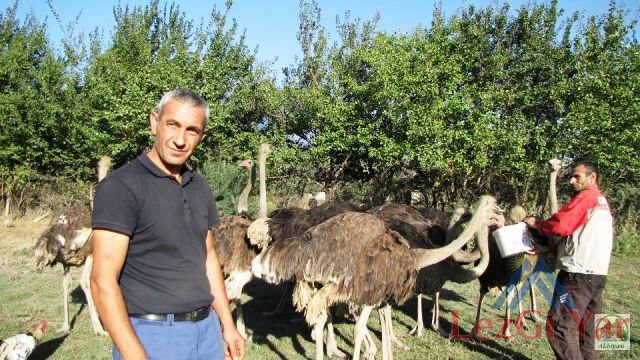 Джигерхан Сулейманов начал разводить страусов
