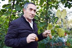 Тимур Габибов назвал новый сорт киви - «Леки»