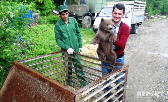 На севере Азербайджана нашли медвежат (Видео)