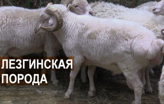 В Ахтах началось возрождение лезгинской породы овец