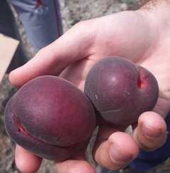 Садовод Фейзуддин Ибрагимов выращивает необычный морозостойкий черный абрикос
