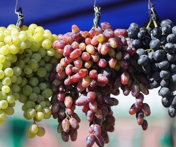 lezgi-yar.ru, В Дагестане осуществляются 4 крупных инвестиционных проекта по созданию новых виноградников
